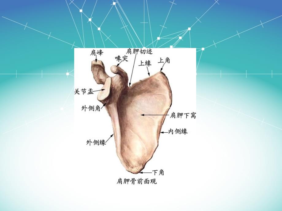 菱形肌与斜方肌的作用_第2页