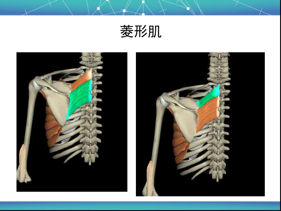 菱形肌与斜方肌的作用_第4页