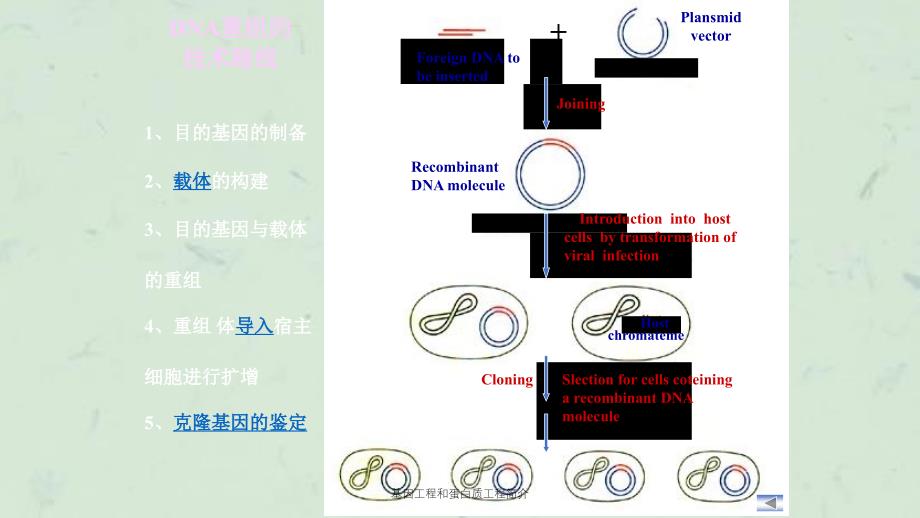 基因工程和蛋白质工程简介课件_第3页