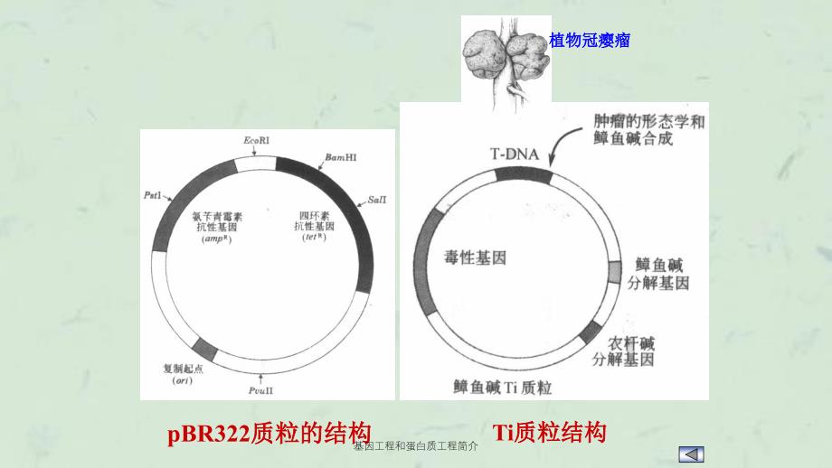 基因工程和蛋白质工程简介课件_第4页