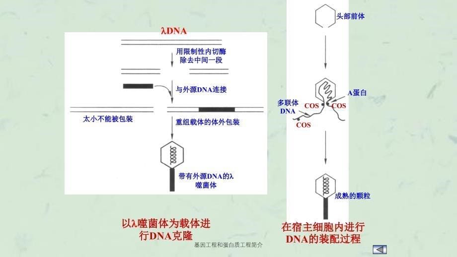 基因工程和蛋白质工程简介课件_第5页