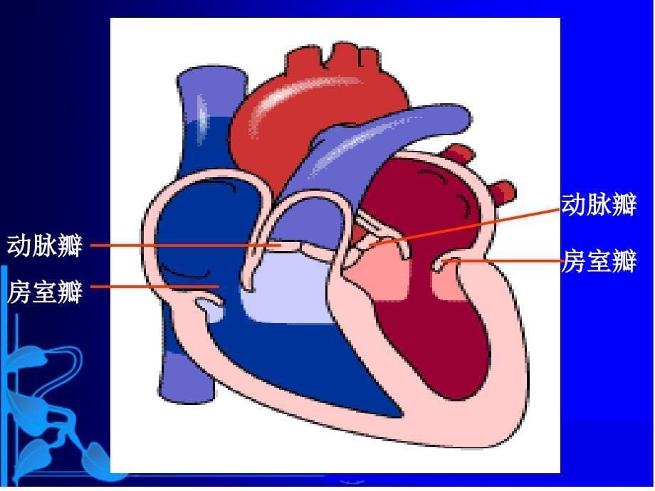 心脏泵功能课件_第5页