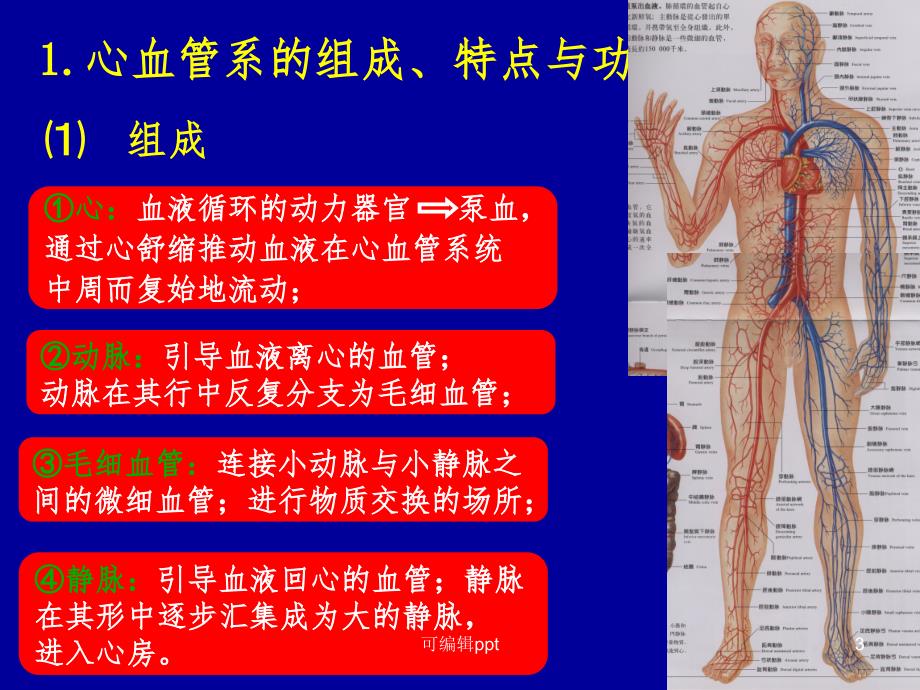 心血管系统课件_第3页