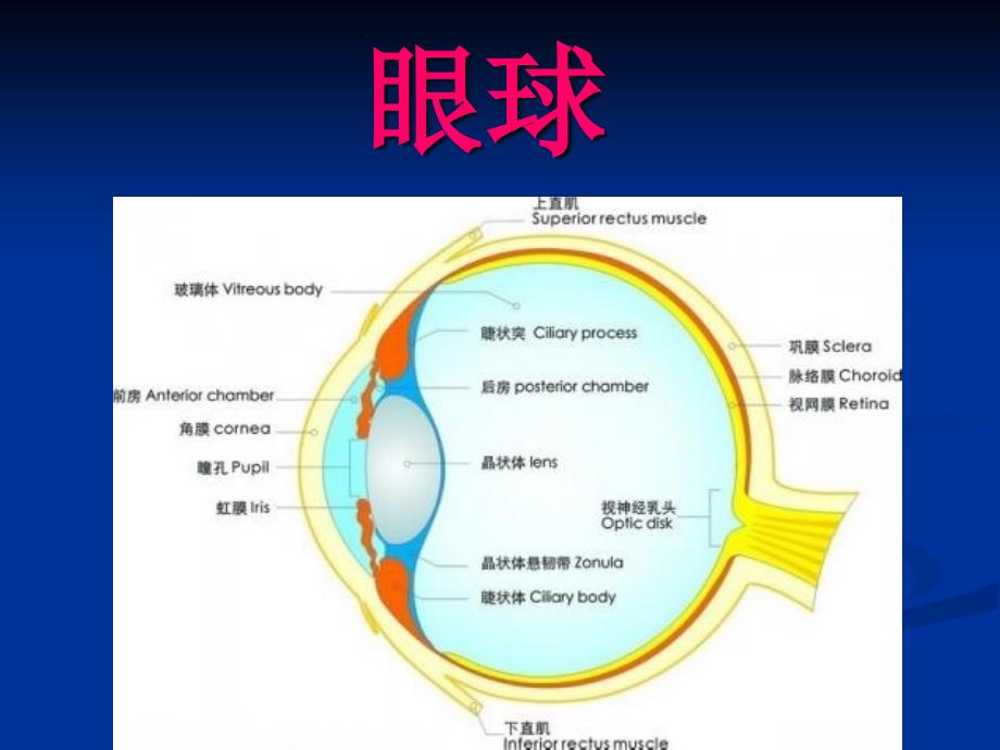 《眼球解剖及生理》PPT课件_第3页