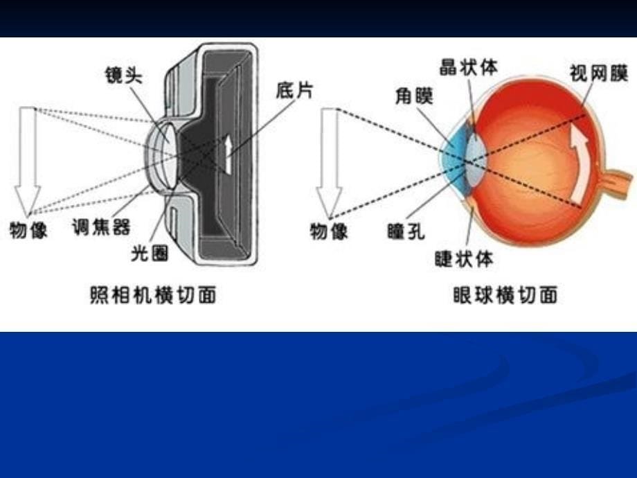 《眼球解剖及生理》PPT课件_第5页