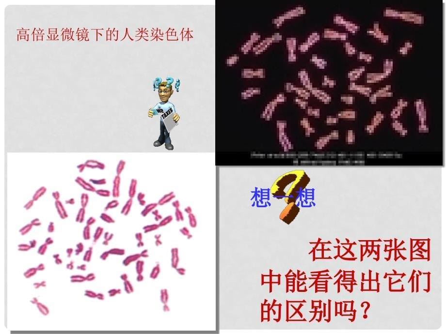 河北省涞水县求成中学八年级生物下册 第七单元 第二章 生物的遗传和变异《第四节 人的性别遗传》课件 新人教版_第5页