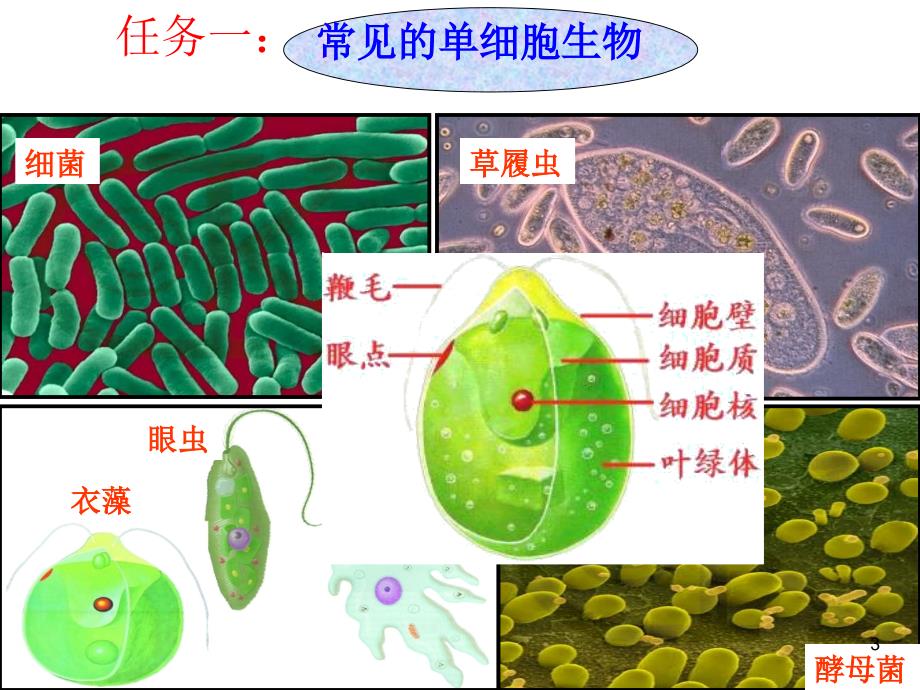 单细胞生物课堂PPT_第3页