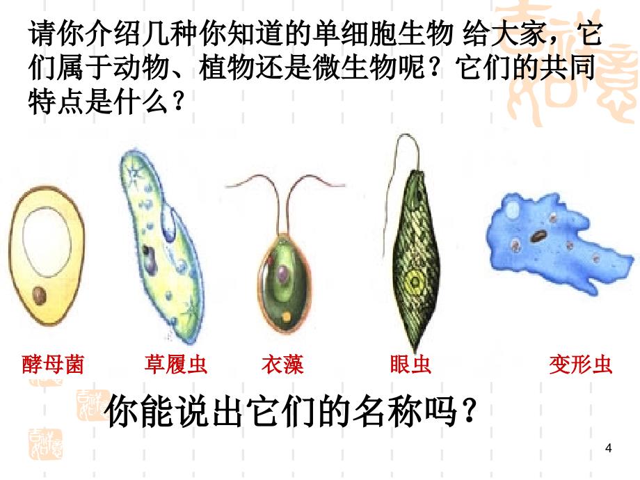 单细胞生物课堂PPT_第4页