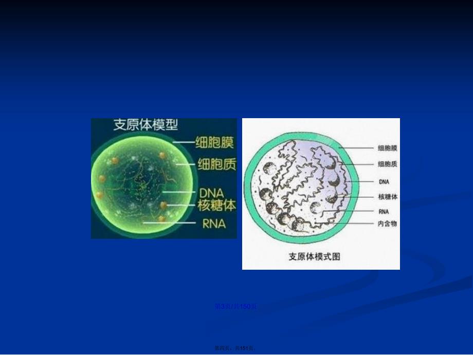 弧菌科学习教案_第4页