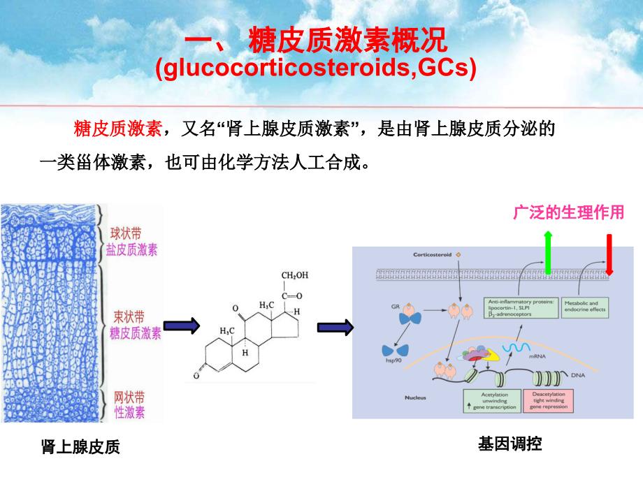 糖皮质激素及其临床应用ppt课件_第2页