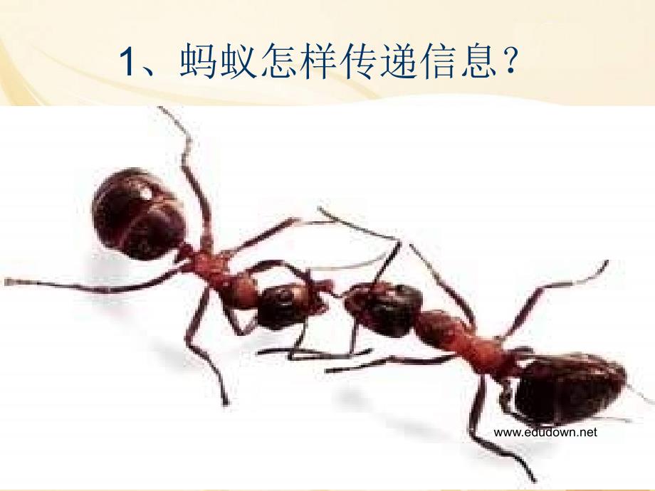 17.生物是怎样传递信息的_第3页