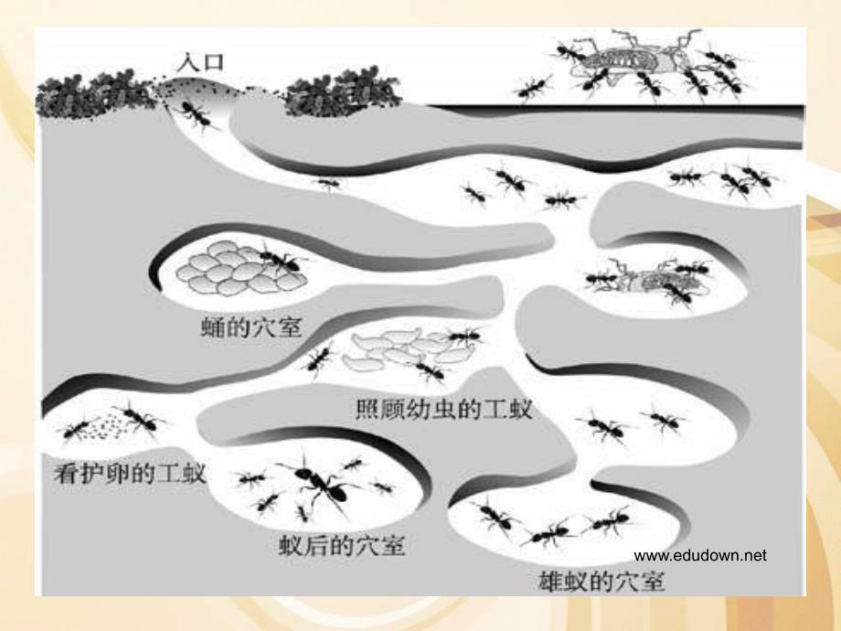 17.生物是怎样传递信息的_第4页