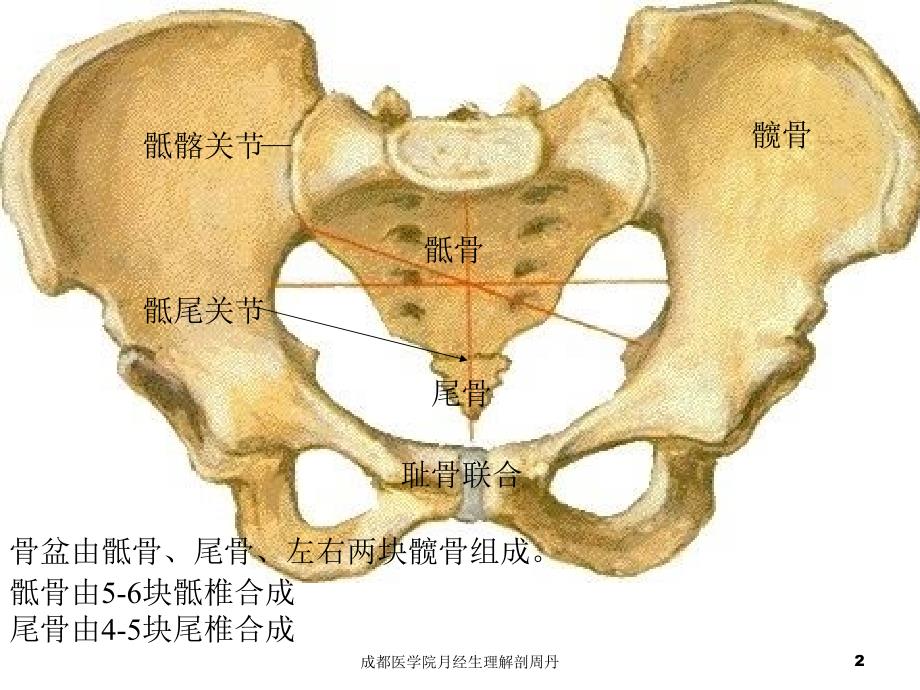 成都医学院月经生理解剖周丹课件_第2页