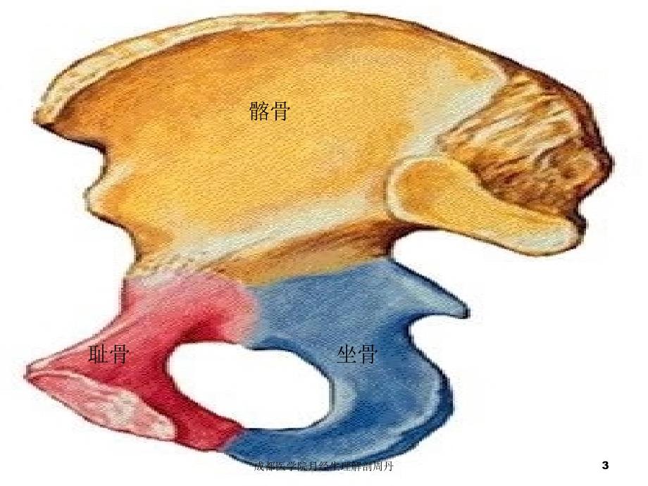 成都医学院月经生理解剖周丹课件_第3页