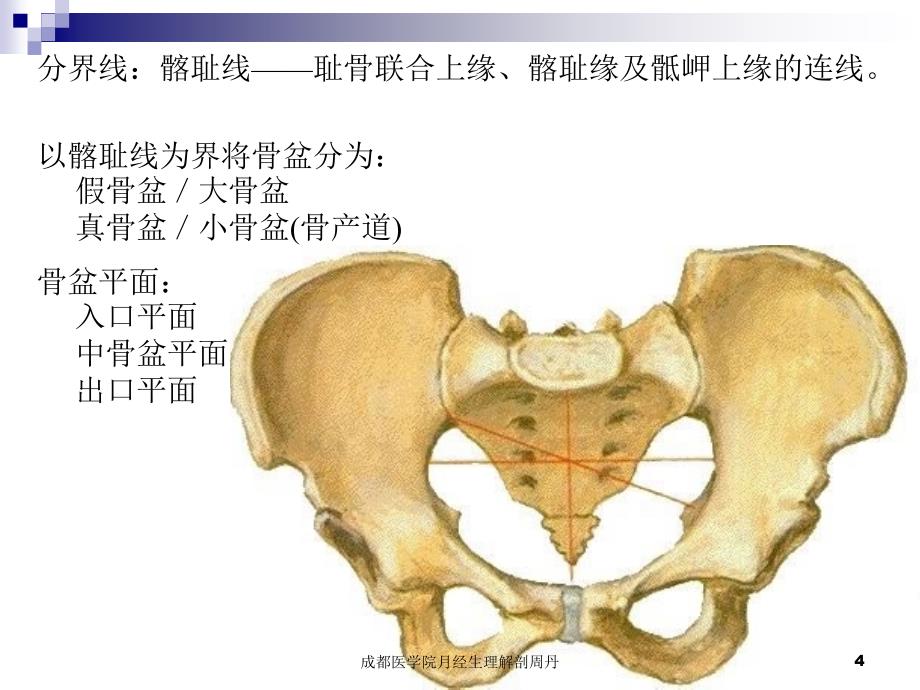 成都医学院月经生理解剖周丹课件_第4页