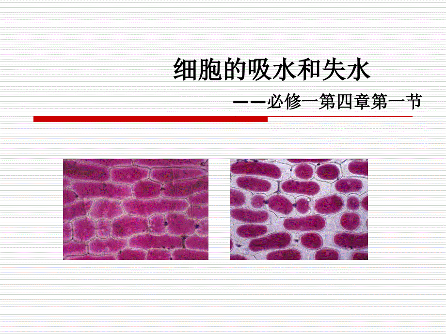 细胞的吸水和失水_第1页