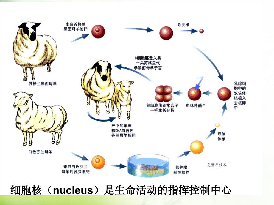 《细胞生物学》PPT课件_第2页