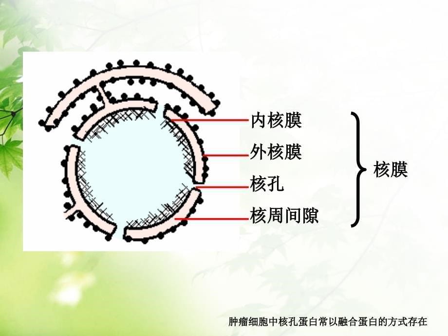 《细胞生物学》PPT课件_第5页