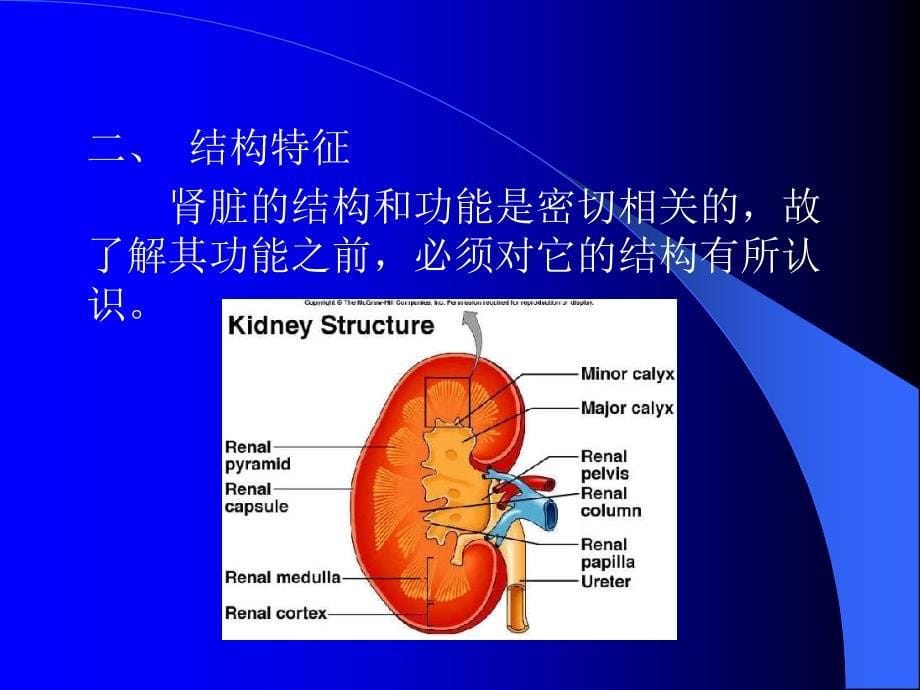 第八章肾脏的排之第一节肾脏结构及血液循环特点_第5页