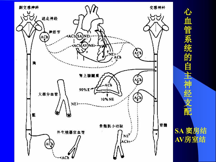 心血管活动的调节_第2页