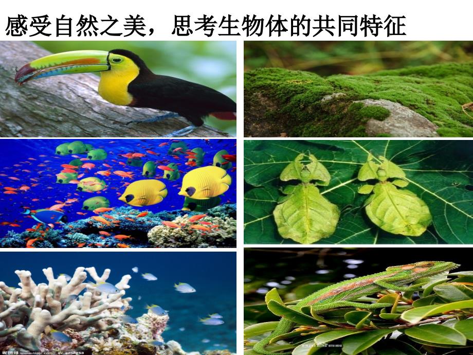 浙教版科学七上教学课件2.1观察生物hujian_第3页