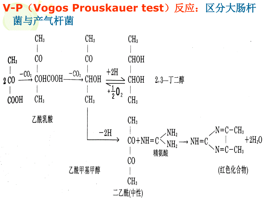 微生物的代谢和发酵_第1页