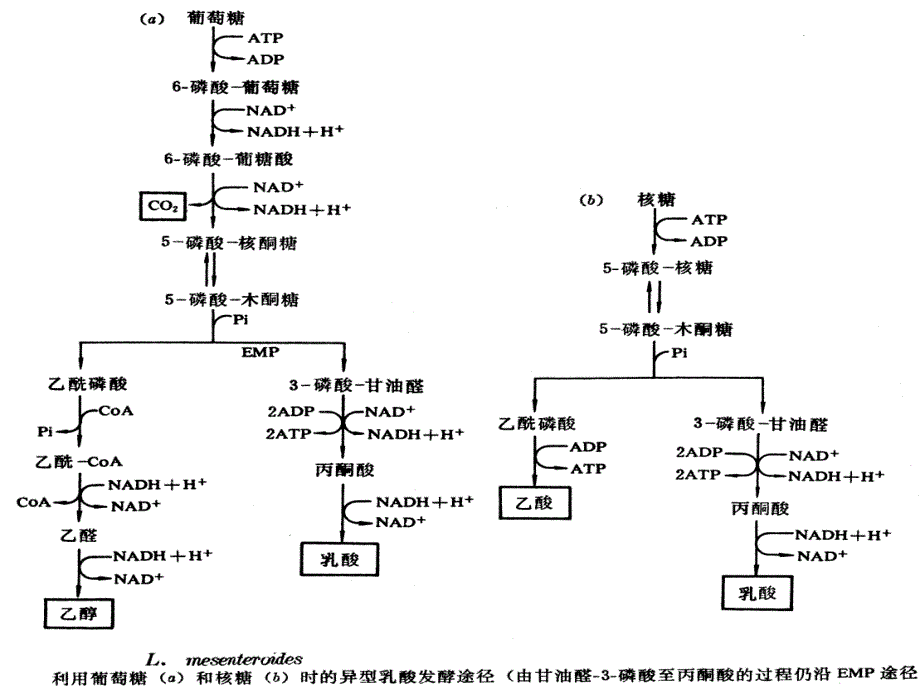 微生物的代谢和发酵_第3页