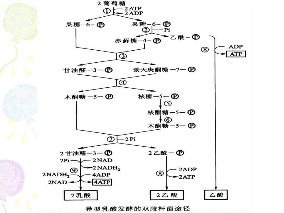 微生物的代谢和发酵_第4页