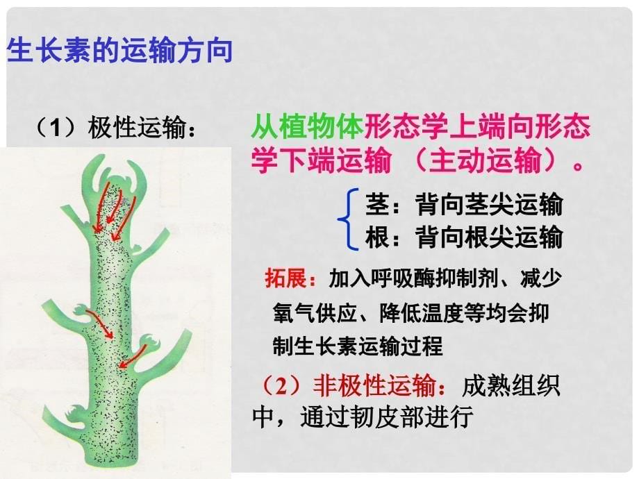 江西省吉安县高中生物 第三章 植物的激素调节 3.1 植物的激素调节（2）课件 新人教版必修3_第5页