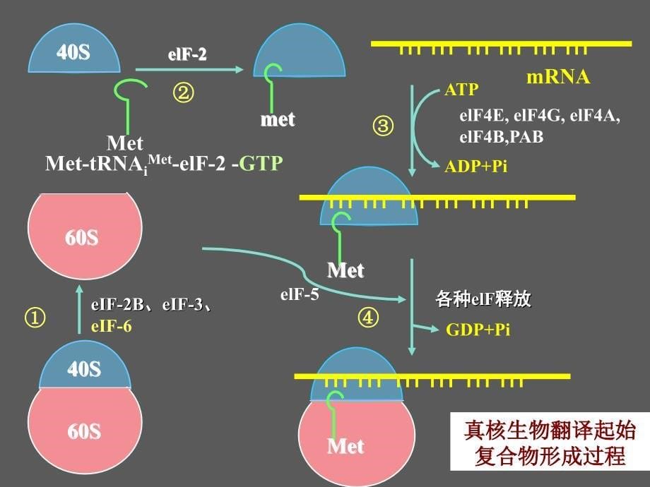 真核生物的翻译过程(王2).ppt_第5页