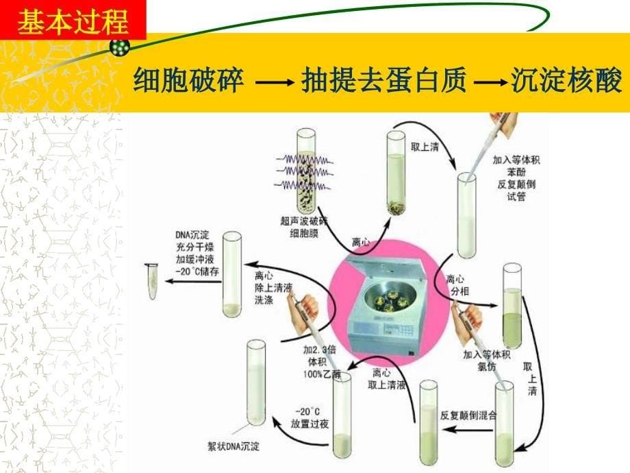 植物总DNA提取及琼脂糖凝胶电泳检测_第5页