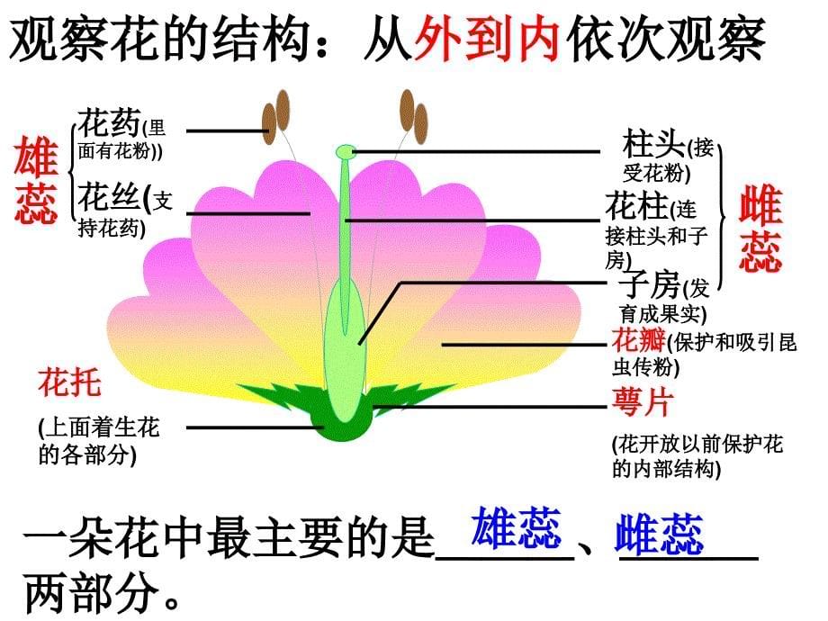 开花与结果zyj_第5页