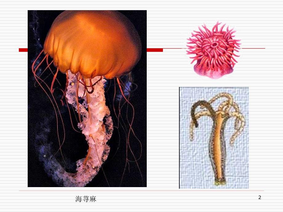 03腔肠动物门_第2页