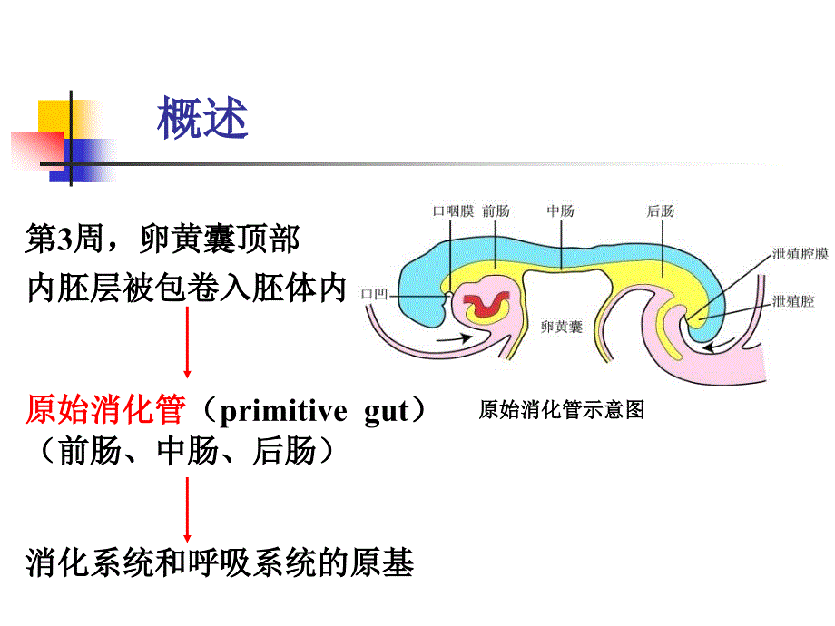 消化系统与呼吸系统的发生_第2页