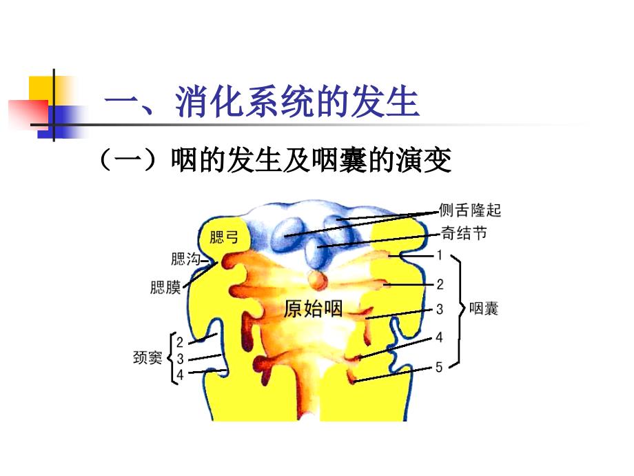 消化系统与呼吸系统的发生_第3页