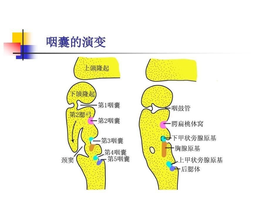 消化系统与呼吸系统的发生_第5页