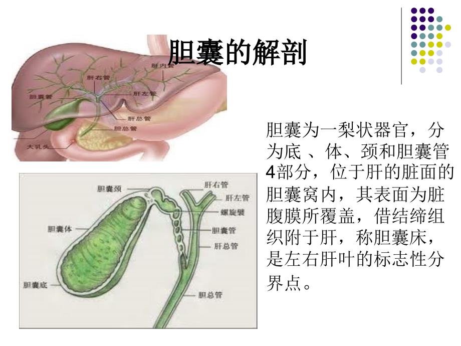 腹腔镜下保胆取石 ppt课件_第2页