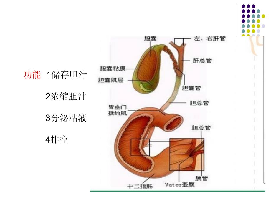 腹腔镜下保胆取石 ppt课件_第3页