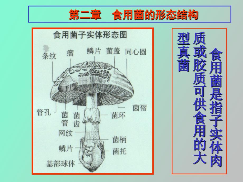 食用菌的形态结构_第2页