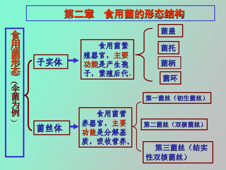 食用菌的形态结构_第3页