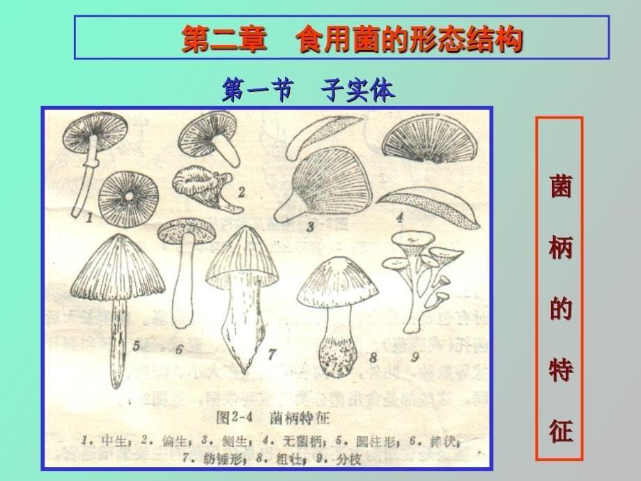 食用菌的形态结构_第5页