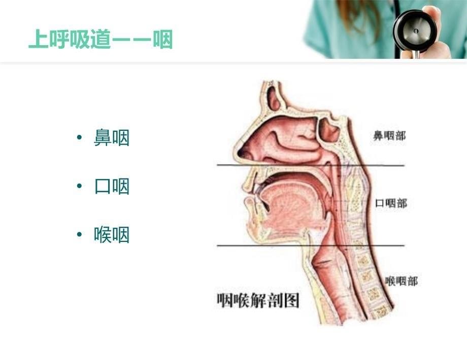 上呼吸道感染治疗进展与展望_第5页