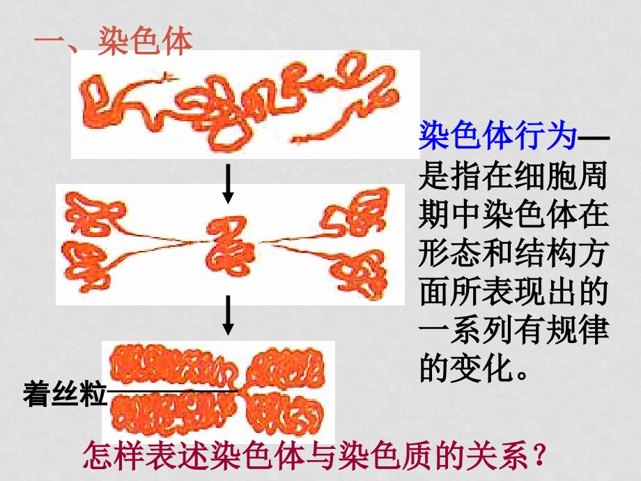 高一生物 第2章染色体与遗传第1节减数分裂中染色体的行为课件必修2_第3页