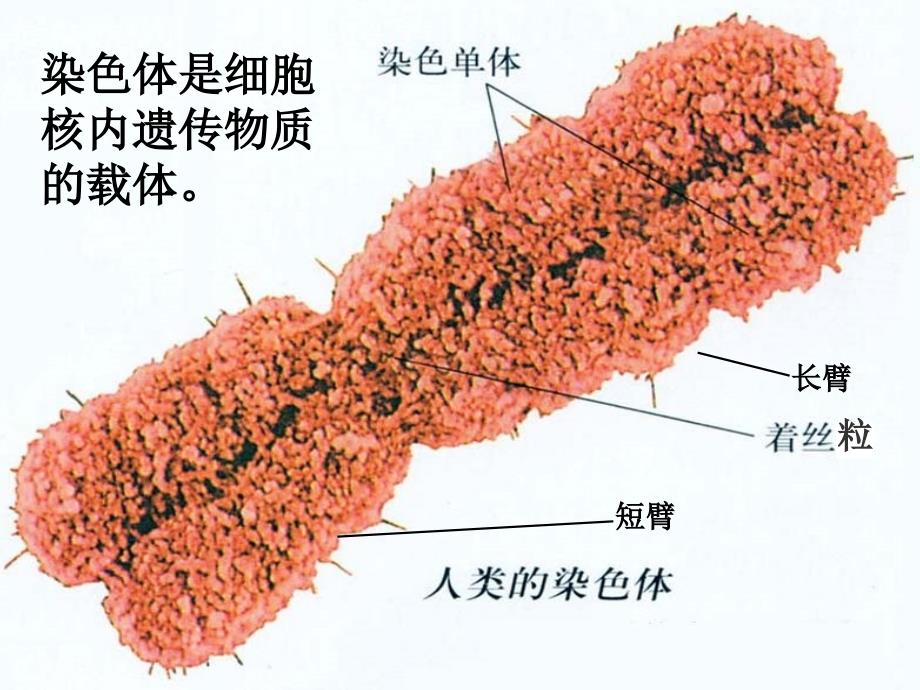 高一生物 第2章染色体与遗传第1节减数分裂中染色体的行为课件必修2_第4页