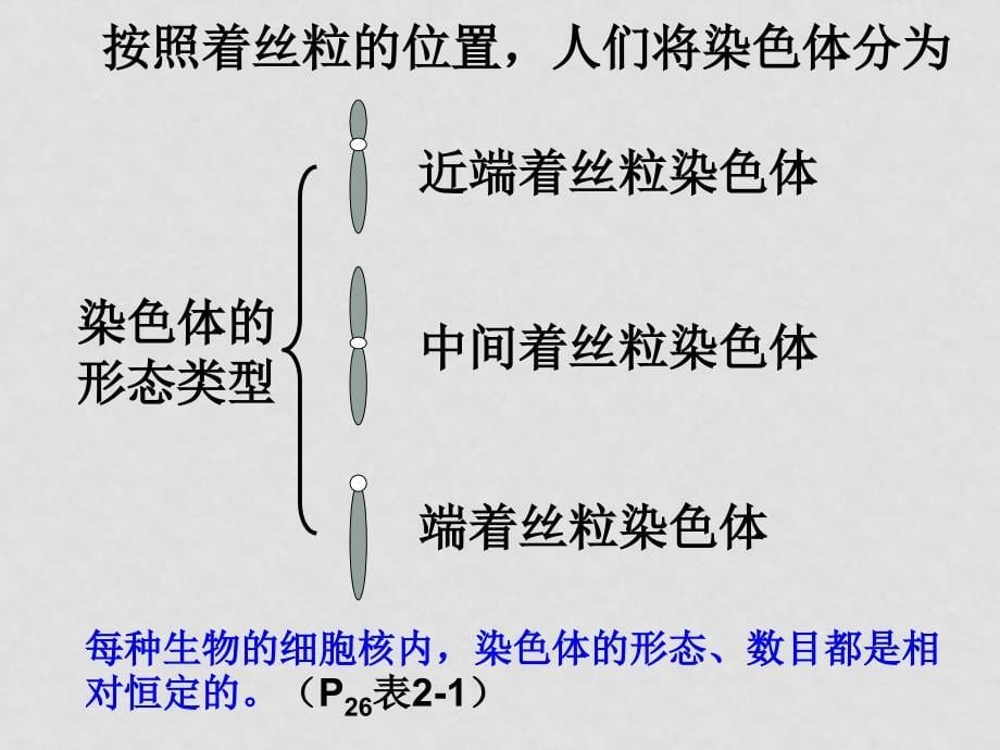 高一生物 第2章染色体与遗传第1节减数分裂中染色体的行为课件必修2_第5页