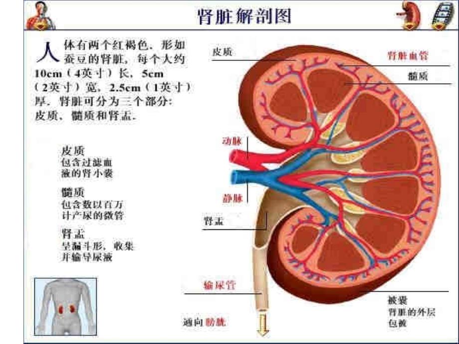 肾病综合征PPT_第3页