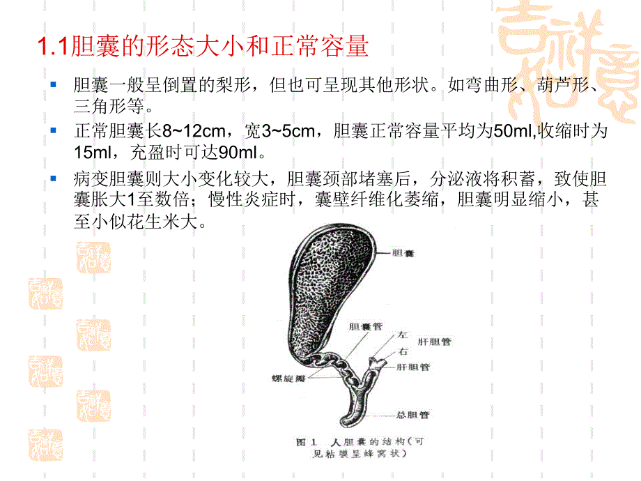 胆囊的解剖位置.ppt_第4页