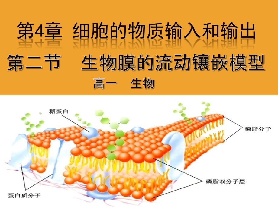 生物膜的流动镶嵌模型说.ppt_第1页