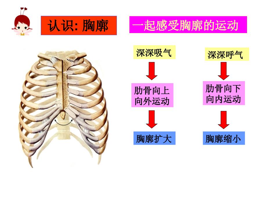 发在肺内的气体交换(修改_第3页