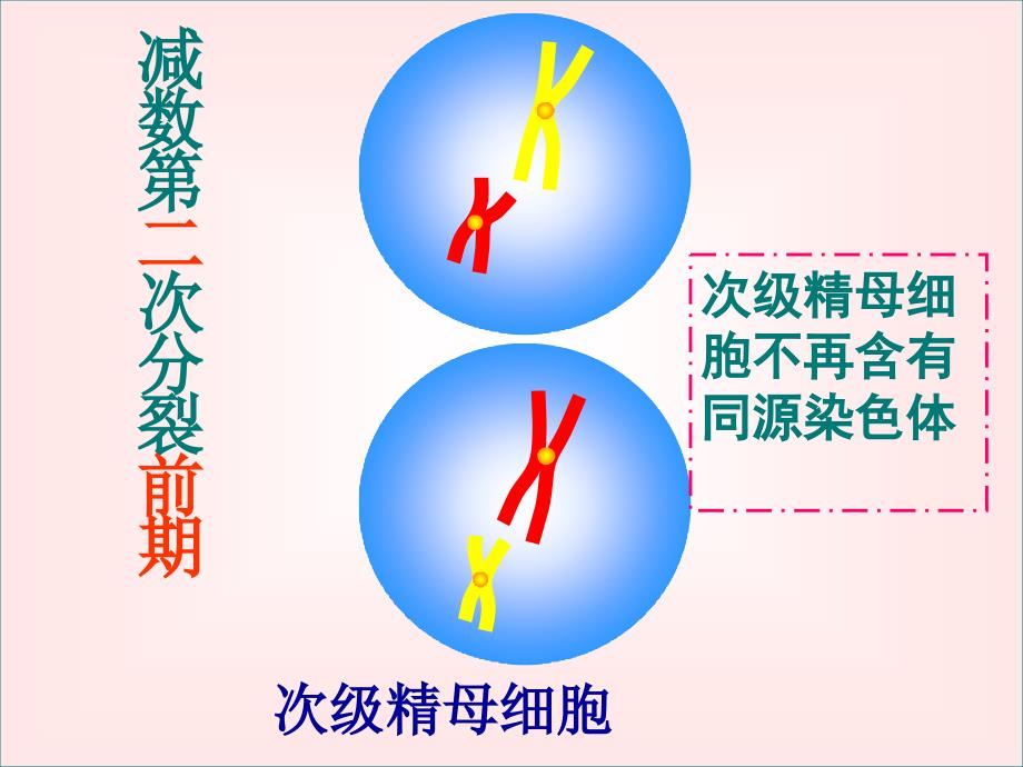 减数分裂和有丝分裂的区别与联系课件_第3页